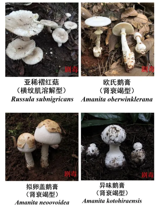 痛心！误食毒蘑菇一家六口中毒，5岁男童不幸去世