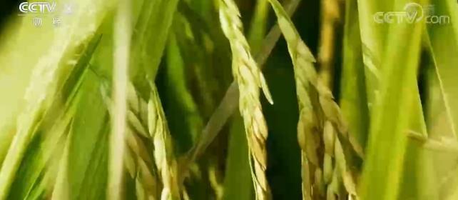 聚焦种业“翻身仗” | “海水稻”一飞冲天 万亿级产业蓝图浮现