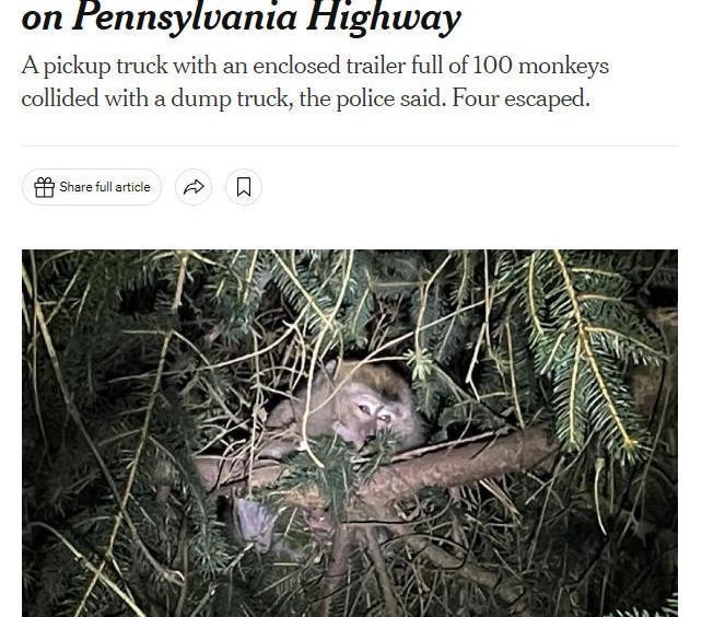 美国得州商店惊现脱缰猴 病毒疑云引发恐慌