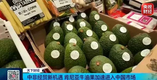 肯尼亚牛油果加速进入中国市场 零关税助力