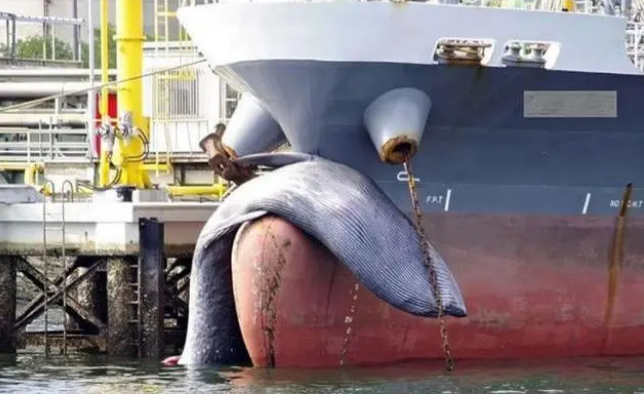 日本一船只疑与鲸鱼相撞