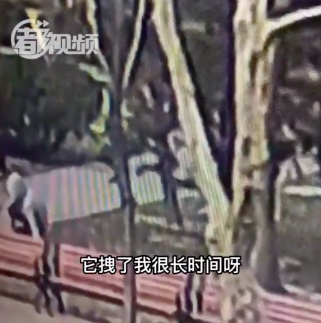 遛狗不栓绳路人腿上被咬出两道大狗牙印 犬主人的电话却一直无法接通！