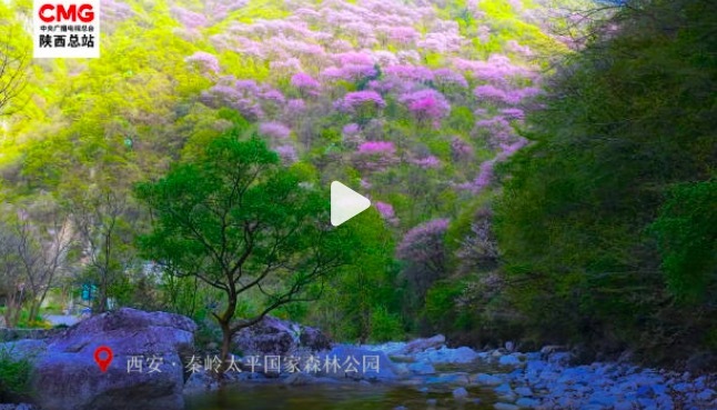 群山被花海涂成了梦幻紫