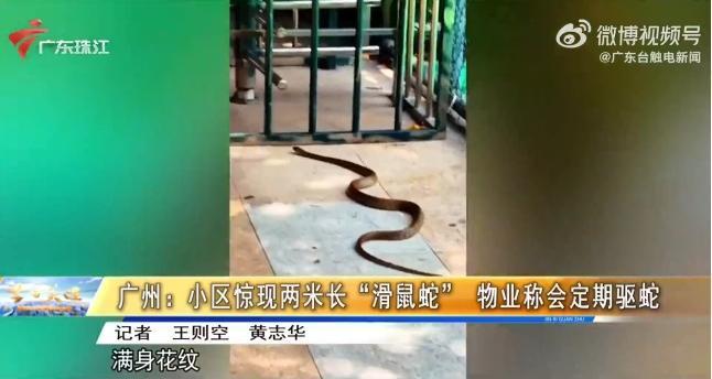 广州一小区惊现2米长滑鼠蛇 物业迅速撒驱蛇粉处理