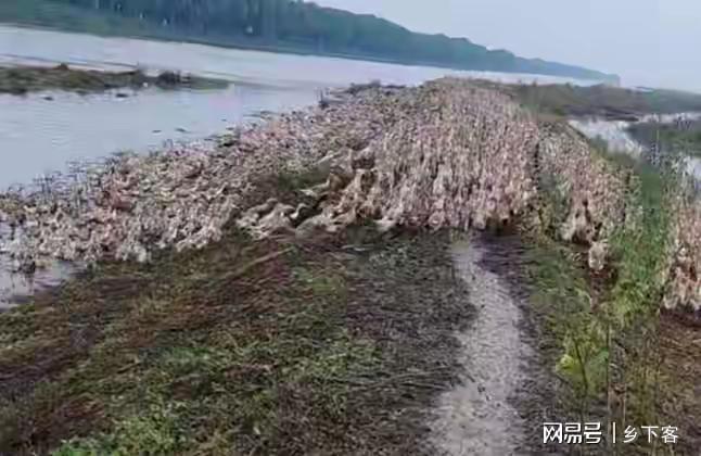 上萬只鴨被沖走眾人幫找回2000只 溫暖接力點(diǎn)亮希望