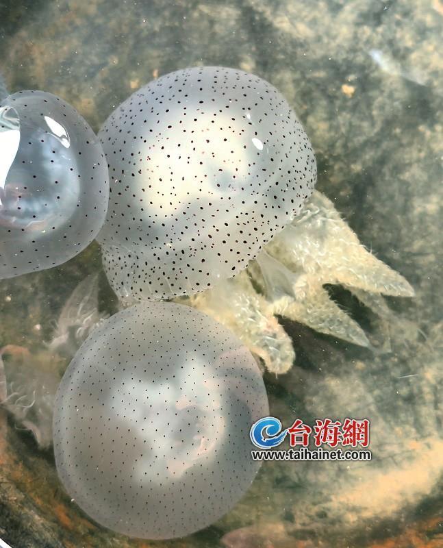 廈門十里長(zhǎng)堤現(xiàn)陳嘉庚水母群 罕見景象吸引關(guān)注