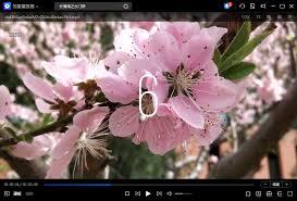 恒星播放器如何播放阿里云盘视频