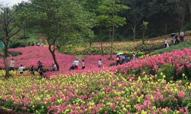 四季皆芳菲,这座城市“人间四月天”全年不打烊