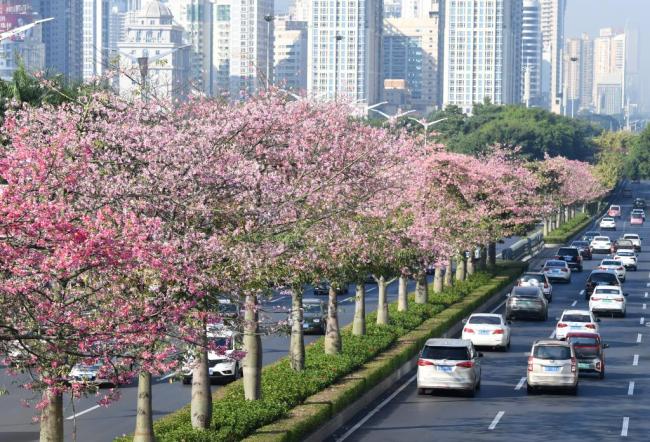 四季皆芳菲,这座城市“人间四月天”全年不打烊