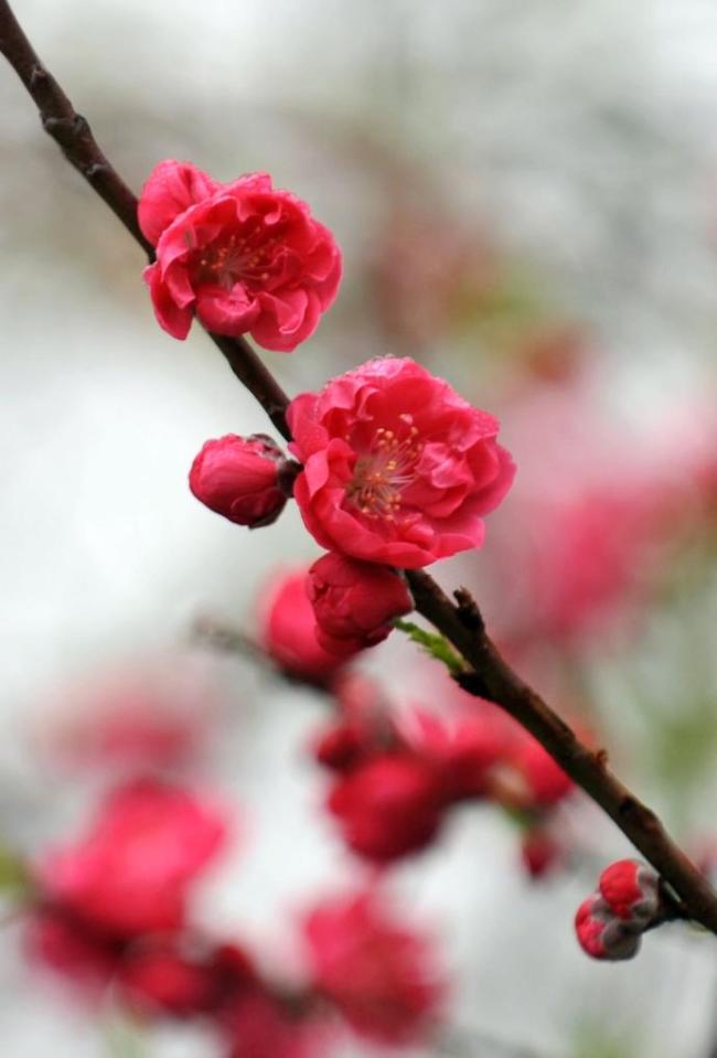 四季皆芳菲,这座城市“人间四月天”全年不打烊