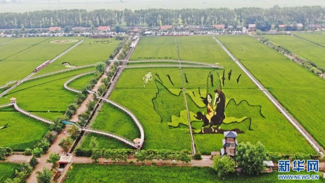 这是8月16日拍摄的稻田画《花木兰》（无人机照片）。新华社记者 杨青 摄