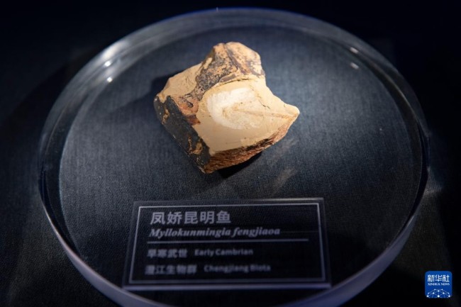 这是10月14日在澄江化石地世界自然遗产博物馆拍摄的昆明鱼化石。新华社记者 陈欣波 摄