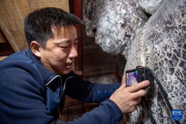　　11月12日，修缮工程现场负责人张俊杰在拍摄造像显微照片。新华社记者 唐奕 摄