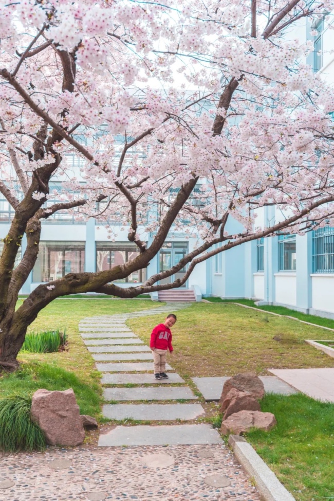 复旦大学综合楼，樱花盛放。摄影/湖秋色