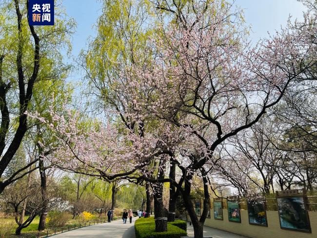  出游踏青 北京推出47项清明游园活动
