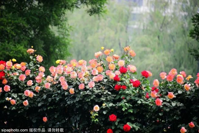 北京市花盛开！去这些地方赏浪漫花海——