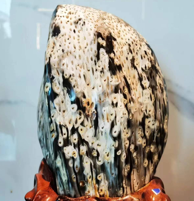 树化玉（植物舍利子宝石）科学与文化全面科普图文