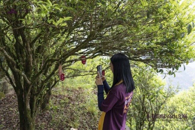 一山高第二届春茶文化节圆满举办 以茶为媒赋能品牌发展，传递单丛文化魅力