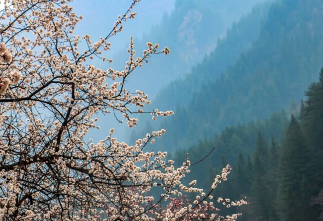 河西门户·多彩藏乡——天祝，等你共赴 一场高原之约