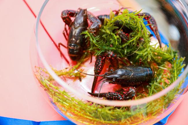 这个冬天“更过瘾”,让反季海南鲜活小龙虾治愈你的胃