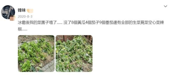 谢霆锋雨中给农作物打伞被骂作秀 网友:儿子都不管