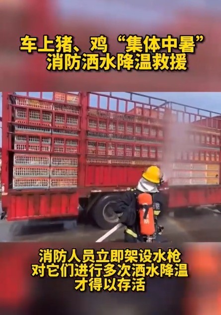 惊悚又好笑！两车生猪途经江苏差点热熟了