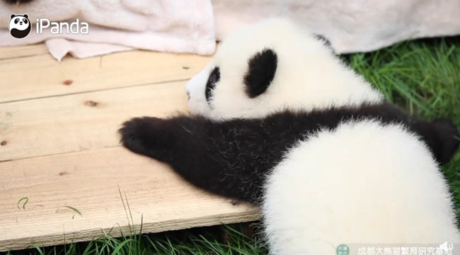 熊猫摔下床像极了小时候的我