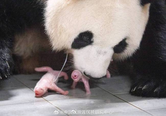 英雄母親！旅韓大熊貓愛寶誕下雙胞胎 福寶當姐啦