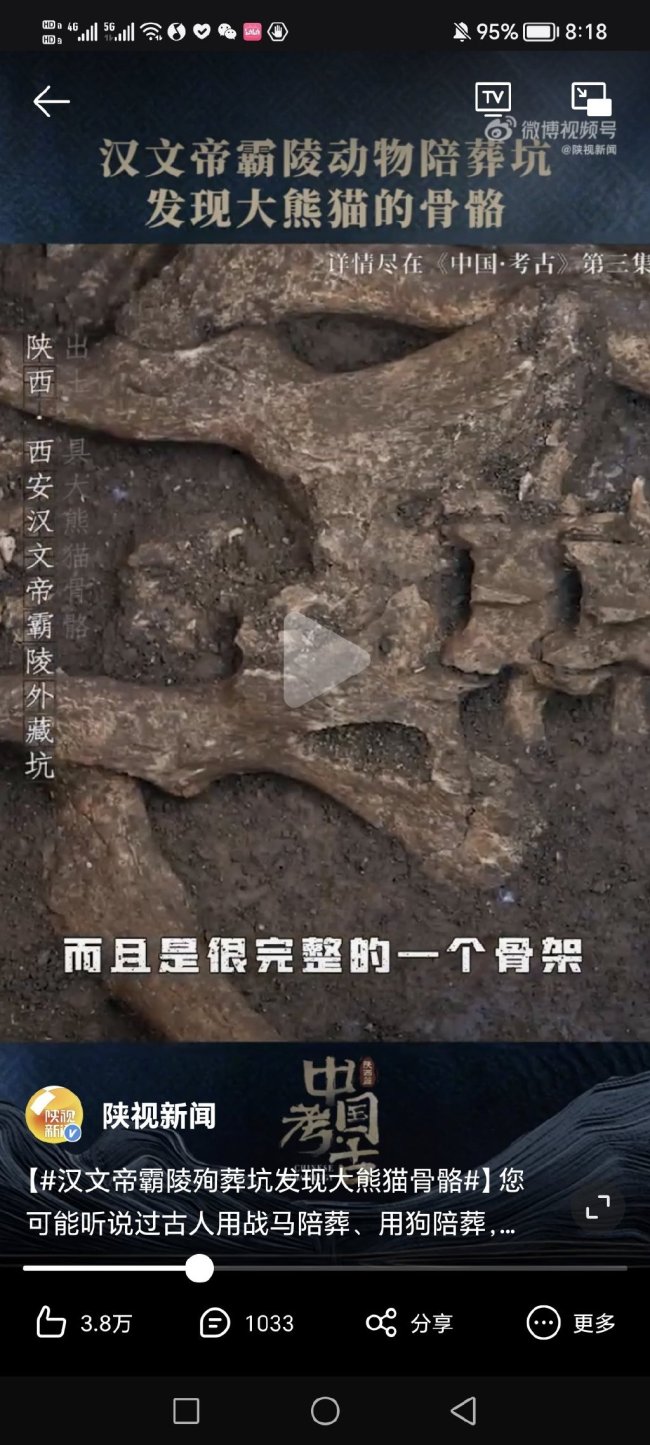 陪葬猫猫？！汉文帝霸陵殉葬坑发现大熊猫骨骼