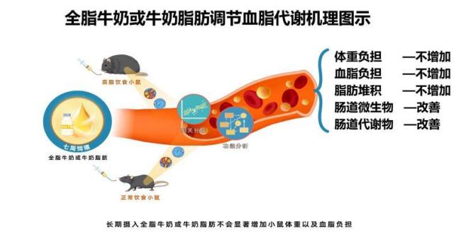 我国研究发现全脂牛奶与脱脂相比更利于人体健康，且没有脂质风险