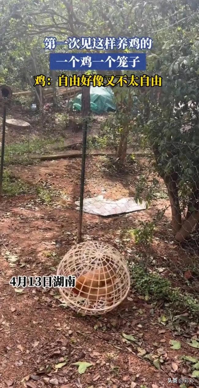 养殖户养鸡给每只鸡配一个笼子