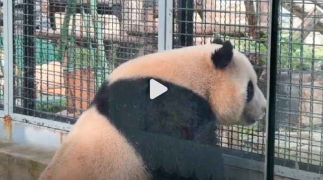 四川回想的大熊猫天天找萌兰聊天 6岁的大熊猫有个3岁的舅舅