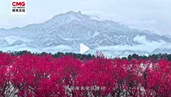梅花群山雪后同框美不胜收