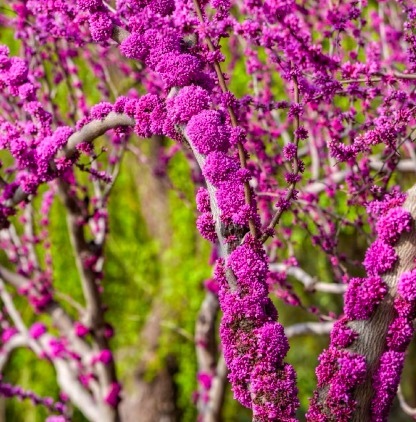 第一次见树干开花 太治愈了