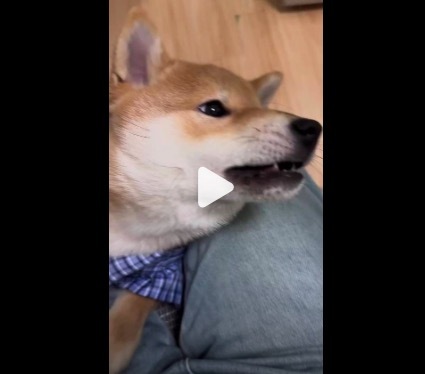 狗想洗澡的心已经提到嗓子眼了