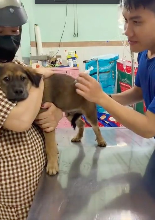 小狗打针也会被医生温柔哄着 太治愈了