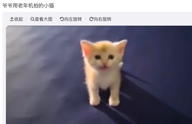 爷爷用老年机拍的小猫 软萌预见好可人
