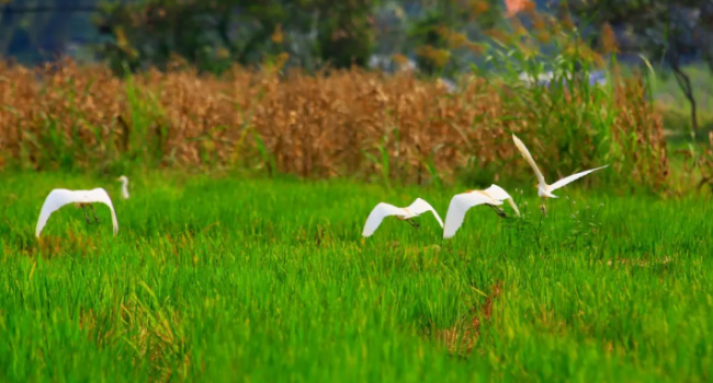 2024年4月7日，海南三亚海棠区营根田洋，南繁水稻育种已经进入收获阶段。鹭鸟飞翔在田野上空，寻找水田里的鱼儿。图源/视觉中国