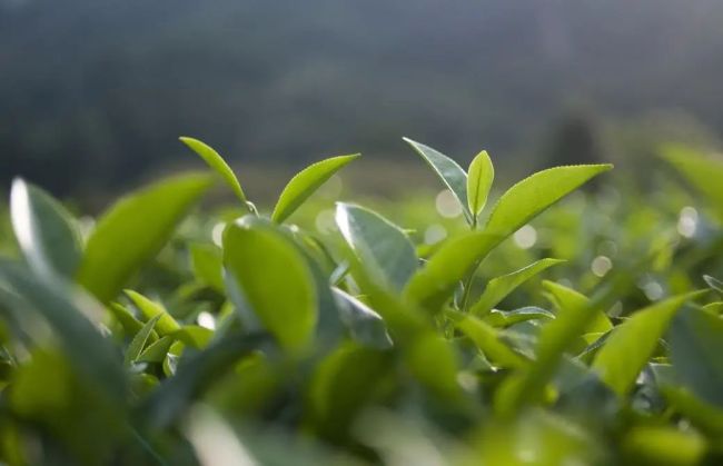 新茶饮上市潮突然刹车？茶饮们的上市路还能走顺吗？