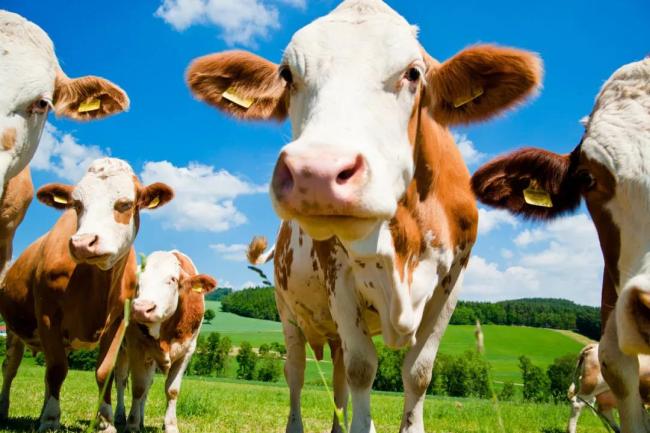 肉牛养殖步入上行周期，福成股份长期增长可期