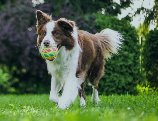 宠物市场进入“混战”阶段