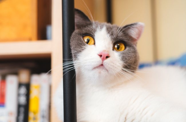 依依股份停止收购高爷家