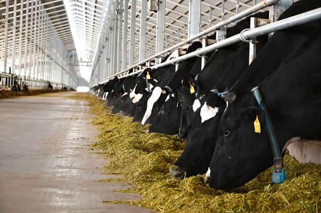 华网·两会丨全国人大代表史玉东：以科技创新培育新质生产力，强化全产业链韧性