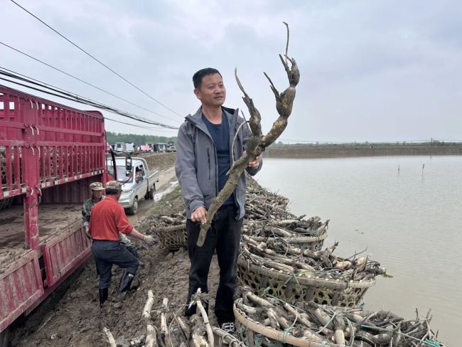 张海晖（右）查看即将栽种的“天成藕”藕苗。记者张衡 摄