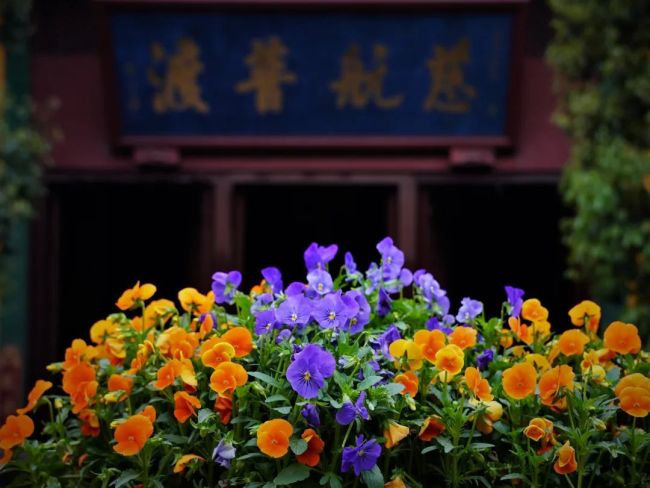 寺院中的“殿”与“堂”有何区别？
