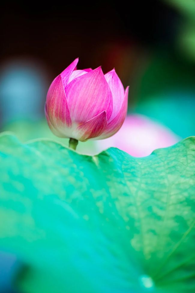 请善待你的师父，师父是替弟子背业的人，建议每个弟子都看看！