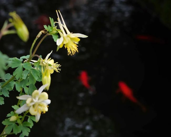 如何培养慈悲之心？