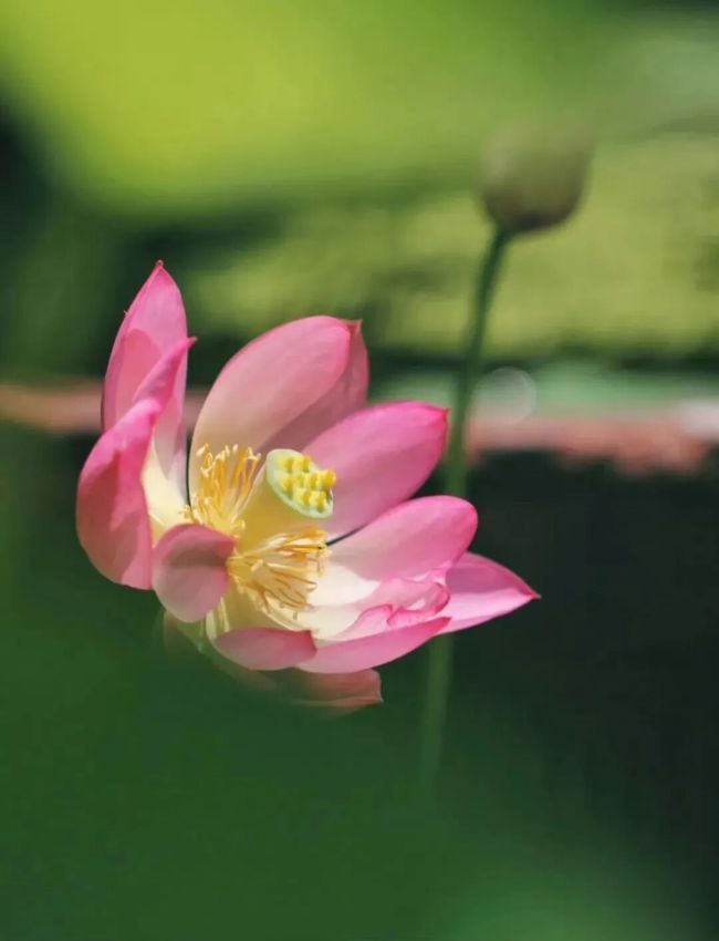香花供佛，这几种花你都知道吗？