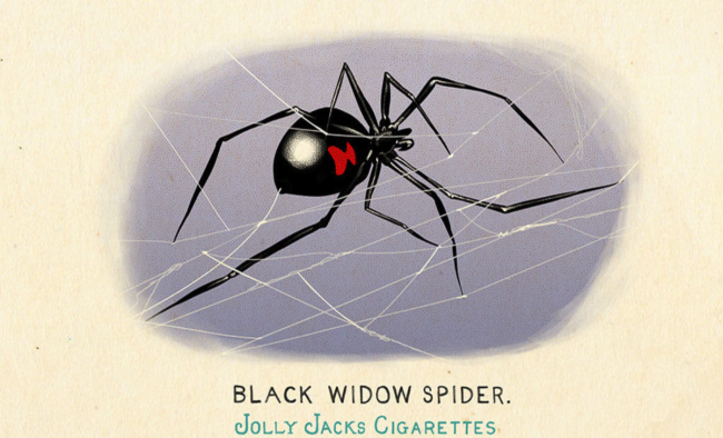 《荒野大镖客2》黑寡妇蜘蛛卡片在哪里获得
