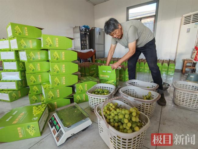 4600斤滞销葡萄10分钟售罄！花湖镇爱心助农解民忧